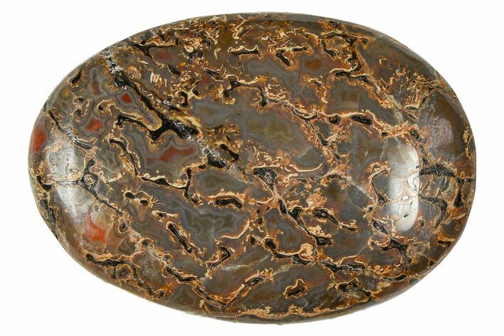 Polished Dinosaur Bone (Gembone) Cabochon - Colorado #370760